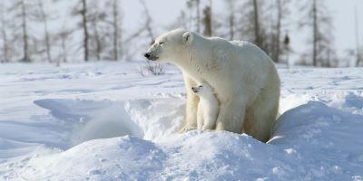 A polar bear with a cub in the snow

Description automatically generated